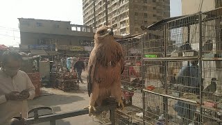 Birds Market Karachi Saddar | parinda market karachi. screenshot 4