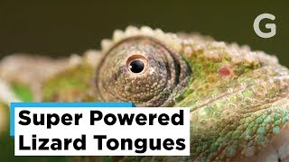 Tiny Chameleon's Tongue Packs a Powerful Punch