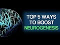Top 5 Ways To Boost Neurogenesis