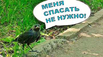 Галчонок, которого нельзя подбирать!