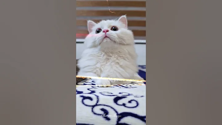 Video 10867771: persiancat kitten catlovers pet, persiancat cat kitten pets, persian cute catlover