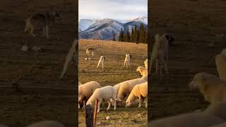 Two Kangals vs Wolf Pack: Ultimate Flock Guardians! #wildlife #viral #animals