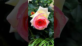 Beautiful Flower Rose #Rose #Flowers #Shorts #Viralvideo #Gardenflowers