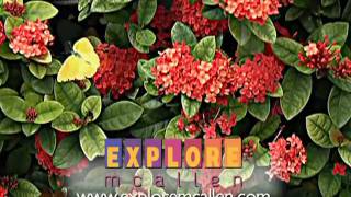 Explore McAllen