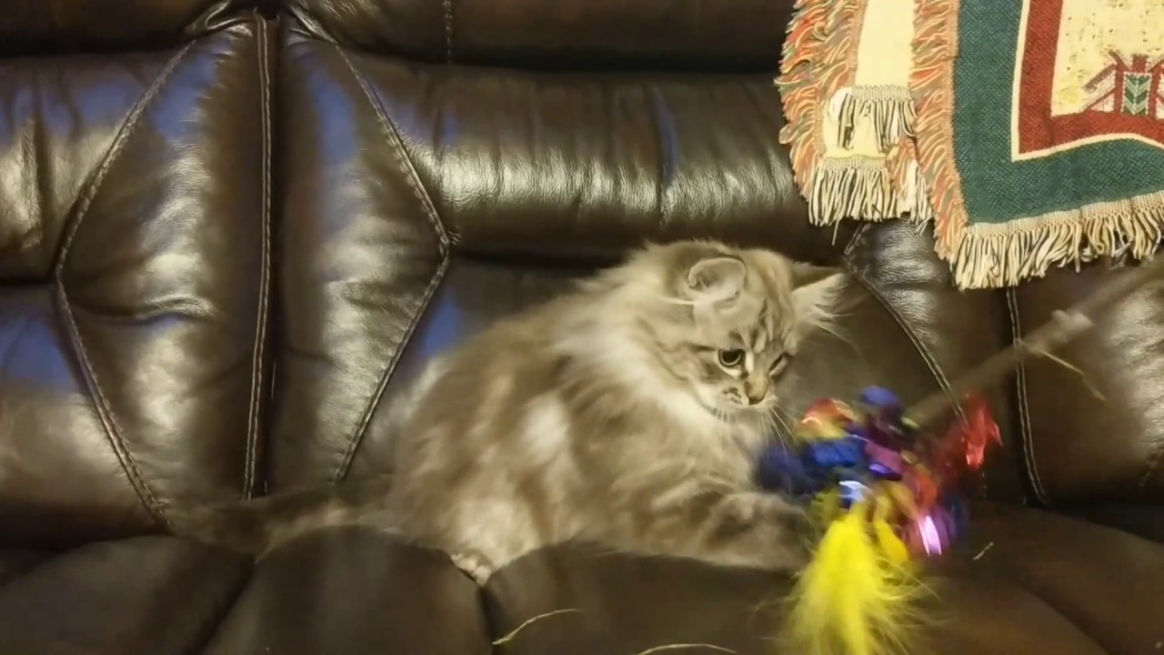 Sable classic tabby RagaMuffin kitten - YouTube