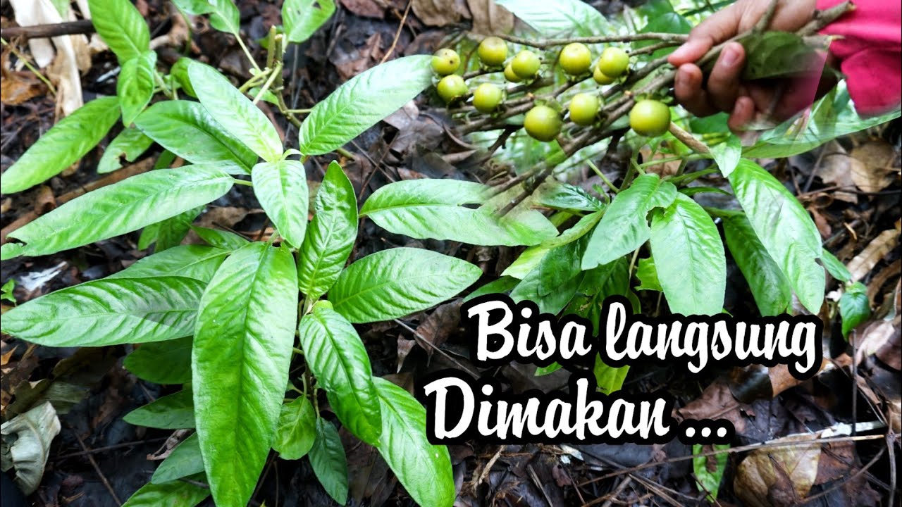 Sayuran & Buah Buahan Liar Yg Kita Temukan Saat Menjelajah Ketengah Hutan