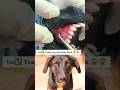 Vet Treats Dog with Bone Stuck #shorts #DogCare #PetSafety #VetCare #DogHealth #AnimalRescue #fyp