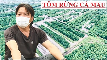 NGƯỜI NUÔI TÔM RỪNG GẶP KHÓ #nuoitom​​​​​ #thuhoachtom​​​​​ #tomgiong #thuysan #thuysanmientay