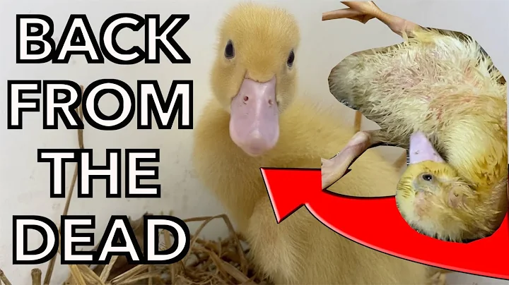 Miraculous Recovery: Zombie Duckling Rises from the Brink of Death