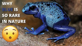 Why is The Color Blue So Rare in Nature