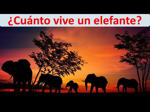 Video: Cuánto Tiempo Viven Los Elefantes