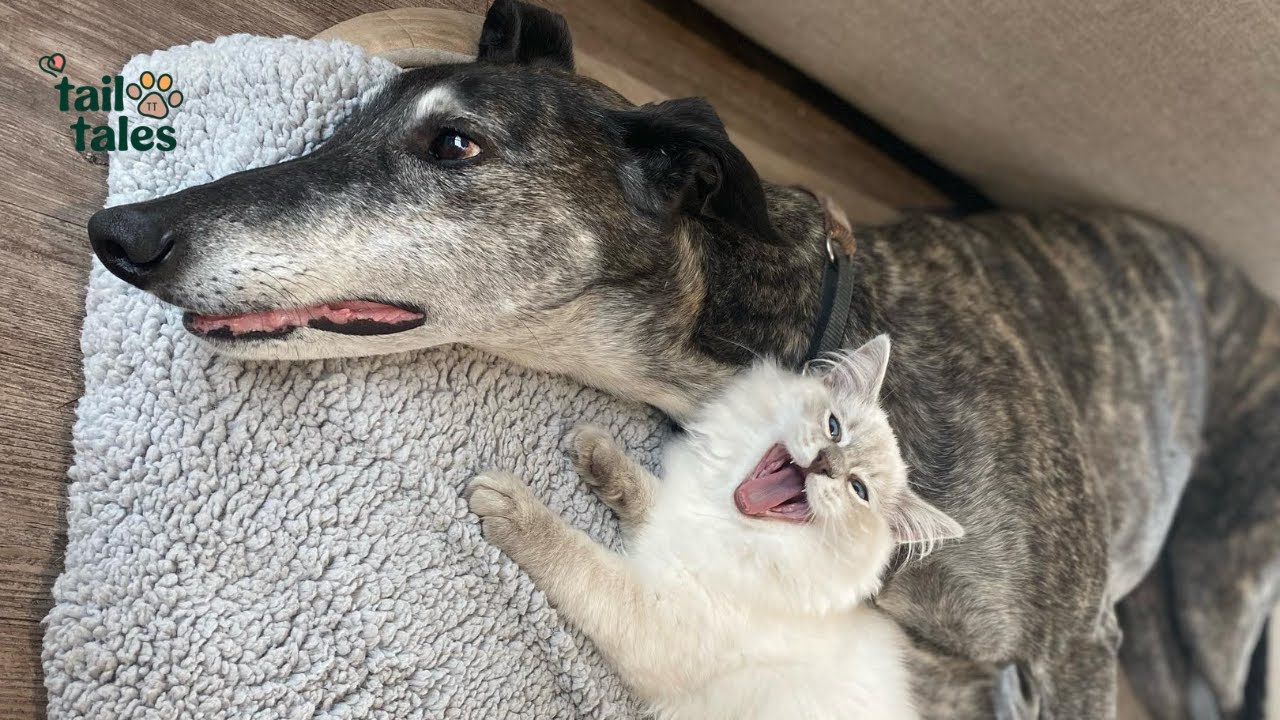 Claude 🐕 The Greyhound Who Found Quiet Love ❤️