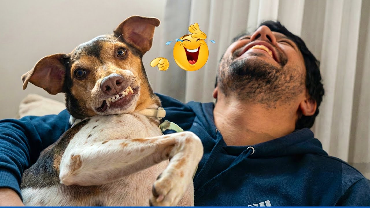 Super Funny Animal Video Clips  😹🐶 Funny Dog and Human Videos