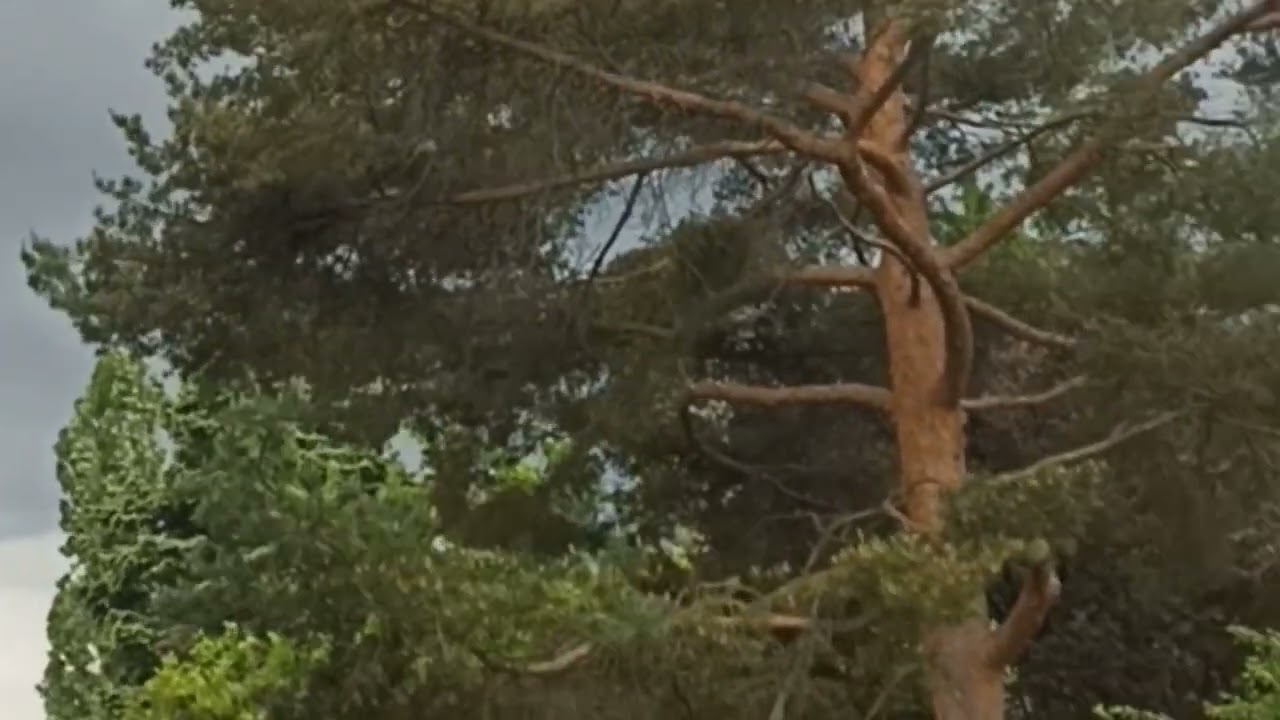 Alpenföhn, stormy wind 🇦🇹 Альпийский фён