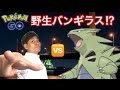 【ポケモンGO】コンプしようとしてたら野生のバンギラスが出た【南港】