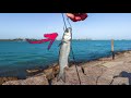 fishing with LIVE BAIT at the jetties (thousands of mullet running)