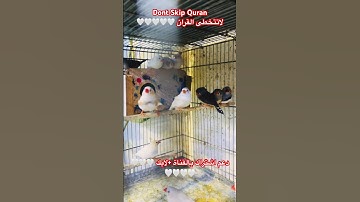 تلاوه عطره من القران الكريم #عبدالباسط_عبدالصمد #foryou #birds #cutebird #اكسبلور