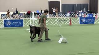 National Rally Championship, Ivy League Vendetta run #3, score 100 #canecorso #dogtraining #dog by Ivy League Cane Corso Kennel 518 views 10 months ago 3 minutes, 9 seconds