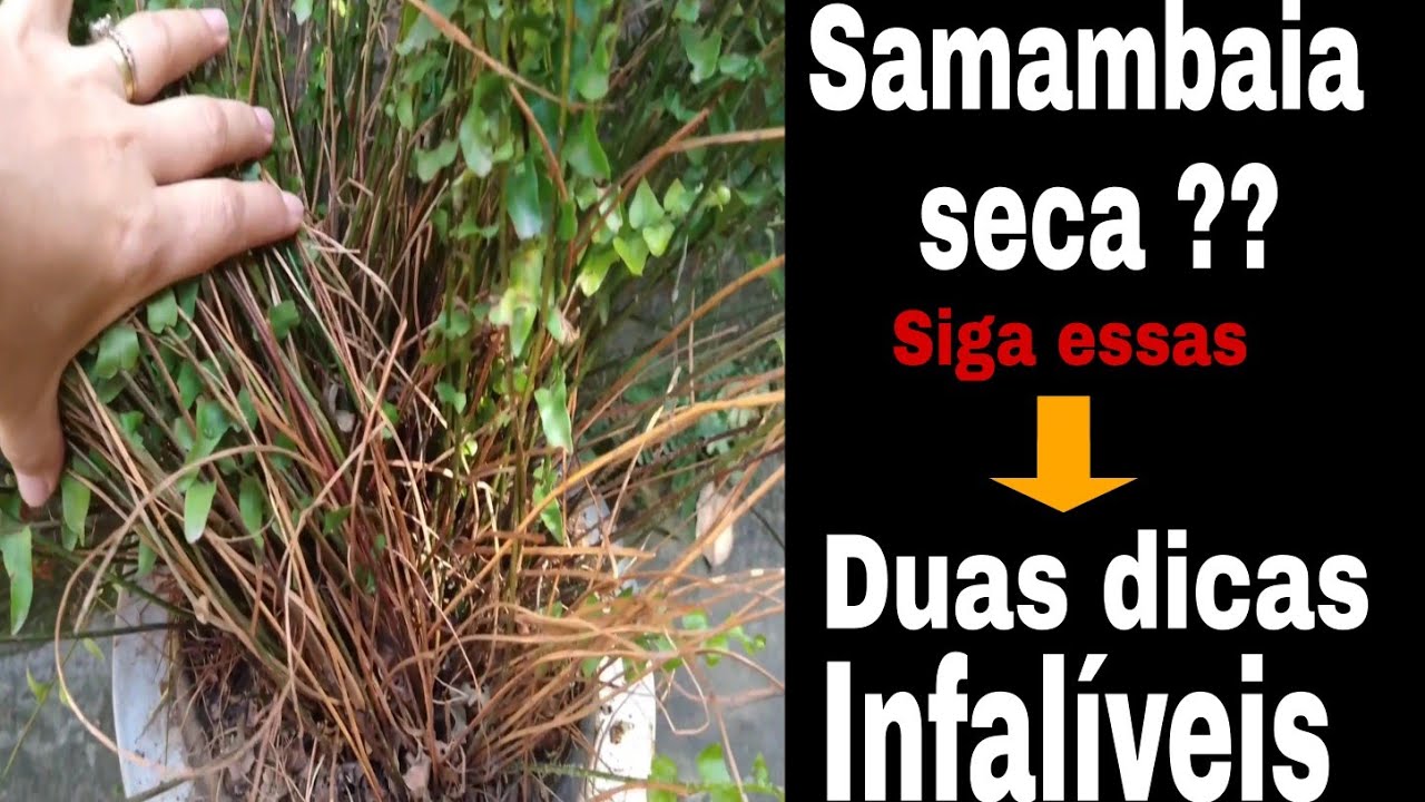 Como salvar samambaia seca com duas dicas infalíveis