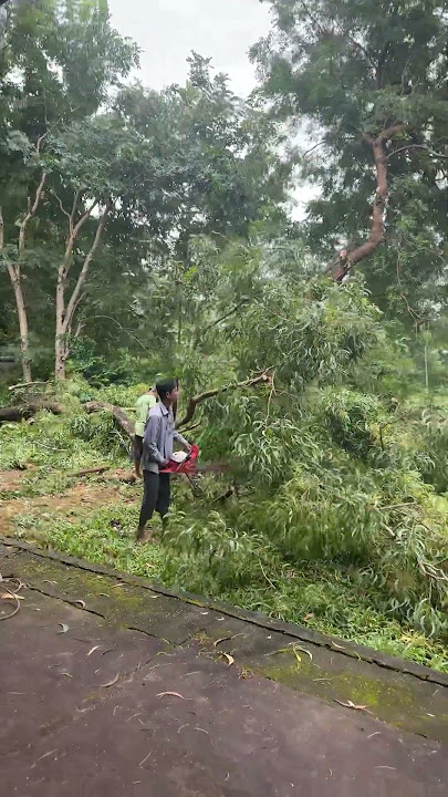 How to cut the tree