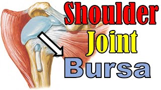 65. Shoulder Joint (5/5) || Upper Limb Joints (8/15) || كلية الطب - مادة التشريح || (M1---) || [67]