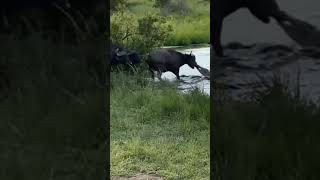 Syncerus Caffer Plays Tug of WAR with Crocodile Resimi