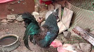 Raising Kadaknath Chickens for Beginners