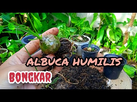 Video: Informasi Tanaman Albuca - Pelajari Tentang Menanam Albuca Di Taman