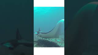 Manta rays cleaning