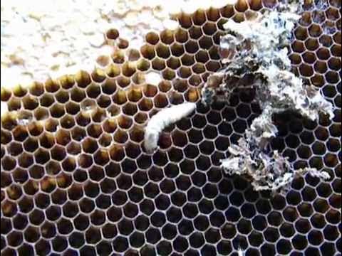 Пчеловодство bee(личинка восковой моли) - YouTube