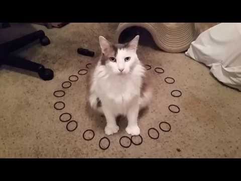 Cat traps herself in a cat circle
