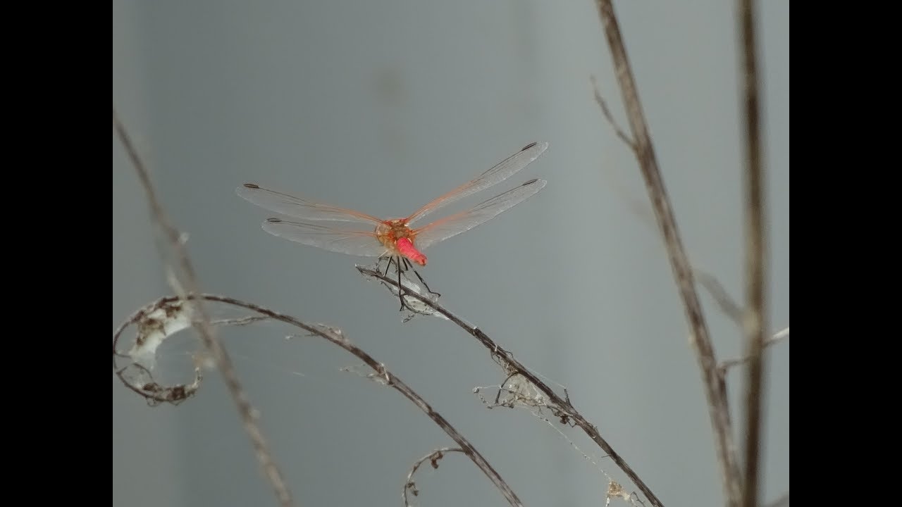 Libelule - Dragonflies and Damselflies