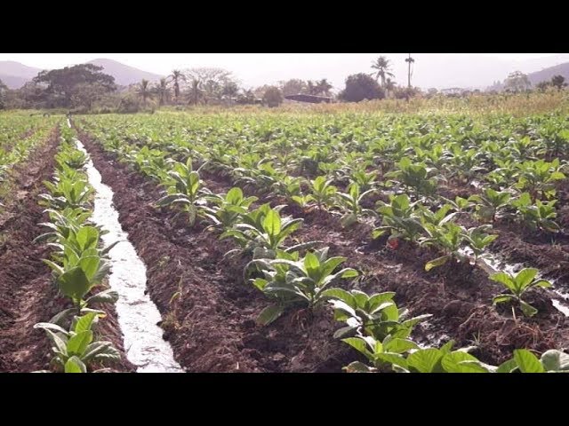 Aspersores de riego para riego agrícola, pistola de riego de riego de 360°  ajustable para agricultura de área grande para jardín, granja, césped, 1.5