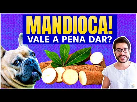 Vídeo: Os cães podem comer raiz de mandioca?