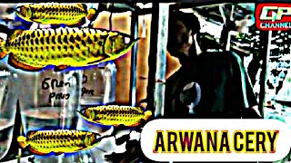 Update Harga Arwana Lapak Ceri April 2024 ‼️ Pasar Ikan Hias Parung
