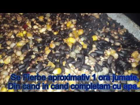 Video: Semințe De Porumb Mucegăit