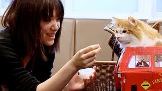 Tokyo's Cat Cafe