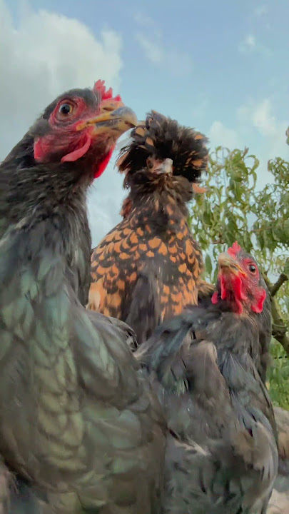 ilgallinaio_special🐓🐓🐓🐓#perte