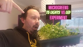Microgreen growing - T5 Lights vs. LED - Full grow experiment