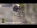 В Башкирии засняли прогуливающуюся по улице красноухую черепаху