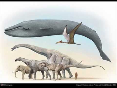 whale animal largest compared ever biggest comparison human animals elephant vs scale lived dinosaurs exist ballena argentinosaurus chart sperm compare