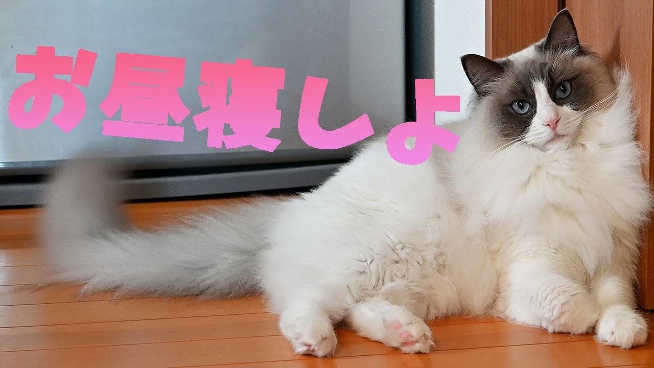 飼い主に寝かしつけてと甘えてくるラグドールがかわいい ふみふみゴロゴロチパチパ Youtube