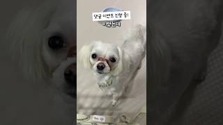 피눈물 흘리던 과거는 이제 안녕! 강아지 눈물관리 비법 공유해요 #강아지 #강아지눈물자국 #강아지일상 #반려견