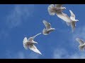 Первый Полет Широкохвостых Бакинских Голубеи / First Flight of Baku Pigeons(Bobca Alexandr/Moldova)