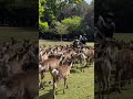 Shikayose 鹿寄せ (Deer Calling) in Nara Park by Nakagawa Masashichi Shoten– Event Info