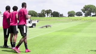 Alligator invades Florida soccer practice