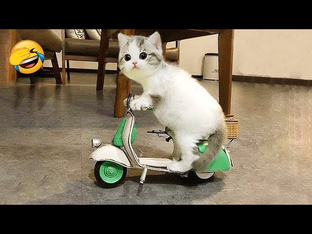 Best Funny Animals 2024 😂 Funniest Cats and Dogs 😻🐶 Part 36 class=