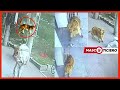 Gato cae del cielo sobre un hombre INCREIBLE [NOTICIAS DE ANIMALES] | MASCOTICIERO