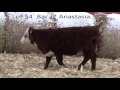 Lot 054 bar jz anastasia 317c