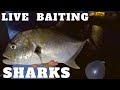 BULL SHARKS IN BACKYARDS with LIVE BAIT